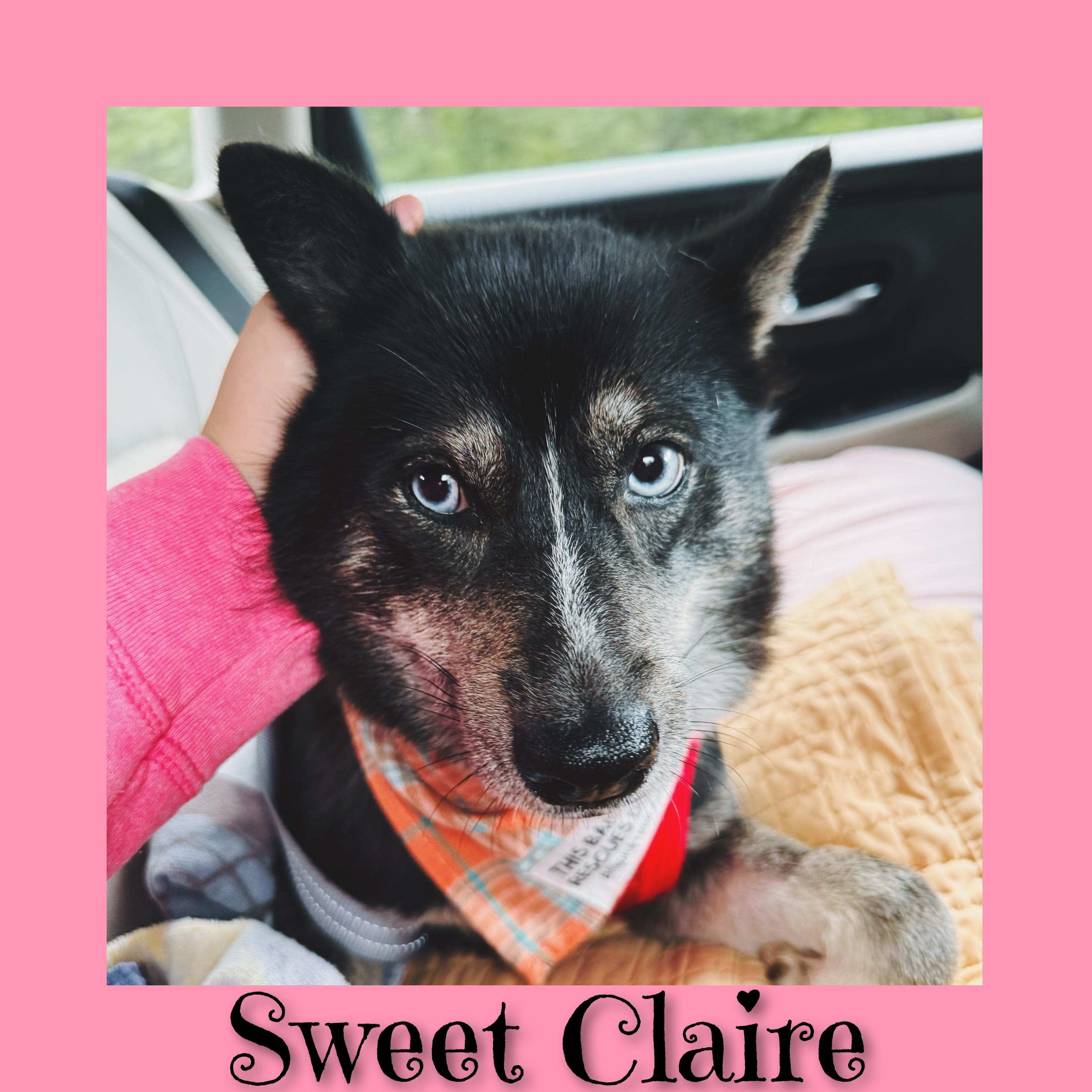 Enlarge Claire, a ADOPTABLE Pomsky in Fredericksburg, VA image 3/6