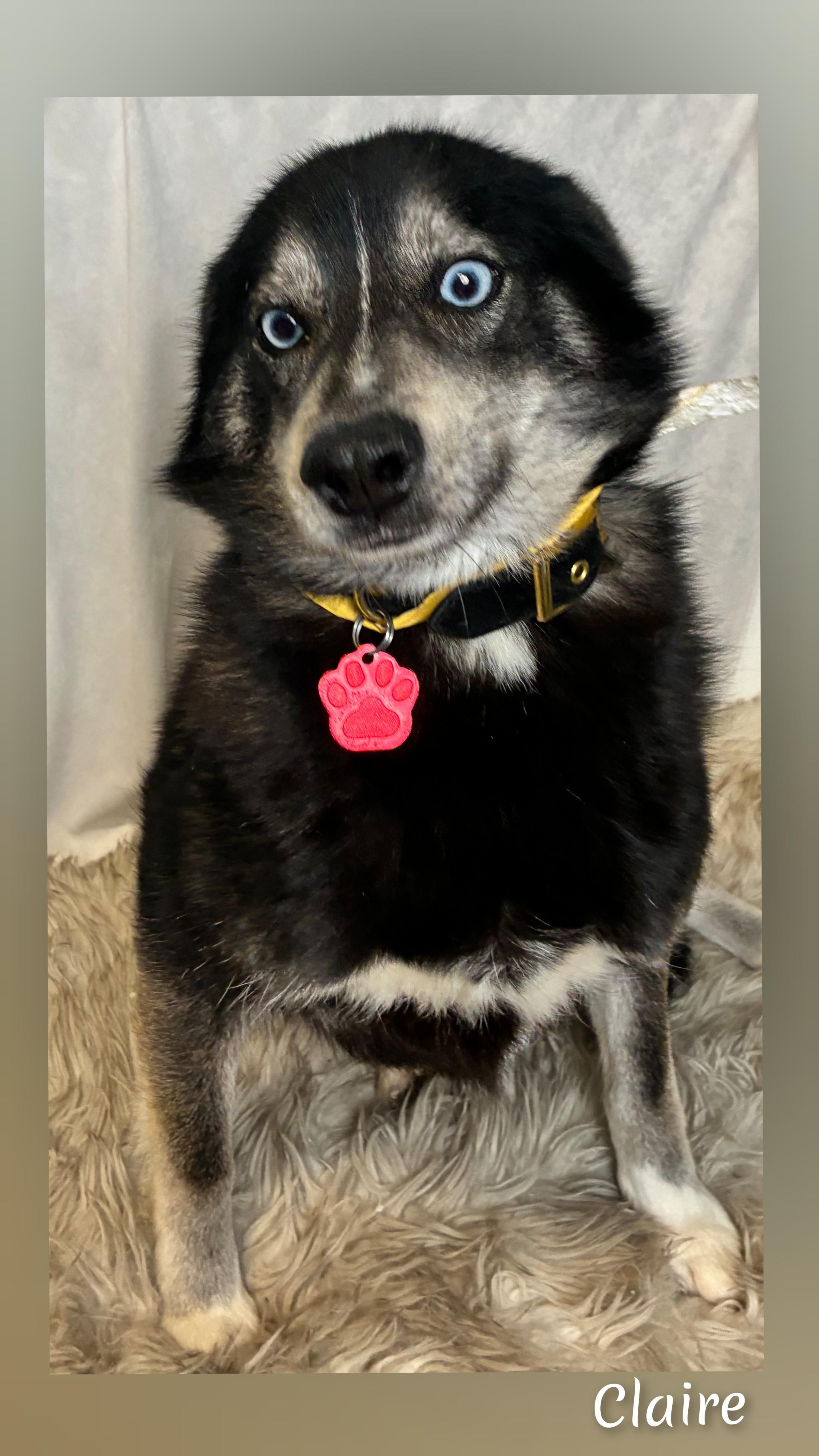 Enlarge Claire, a ADOPTABLE Pomsky in Fredericksburg, VA image 2/6