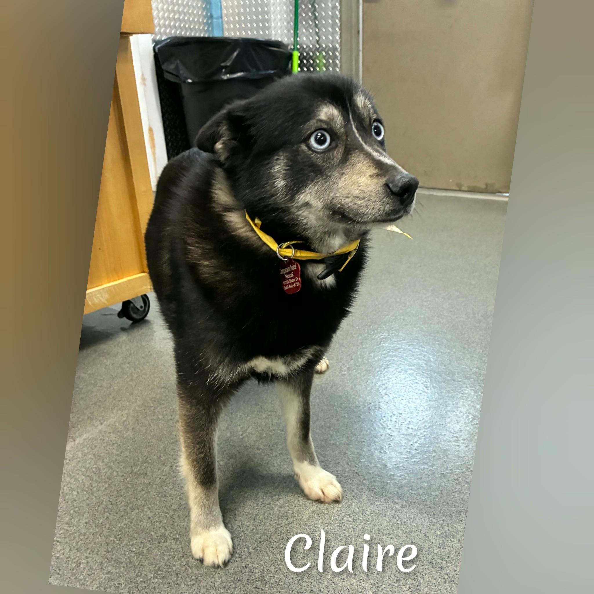 Enlarge Claire, a ADOPTABLE Pomsky in Fredericksburg, VA image 3/6