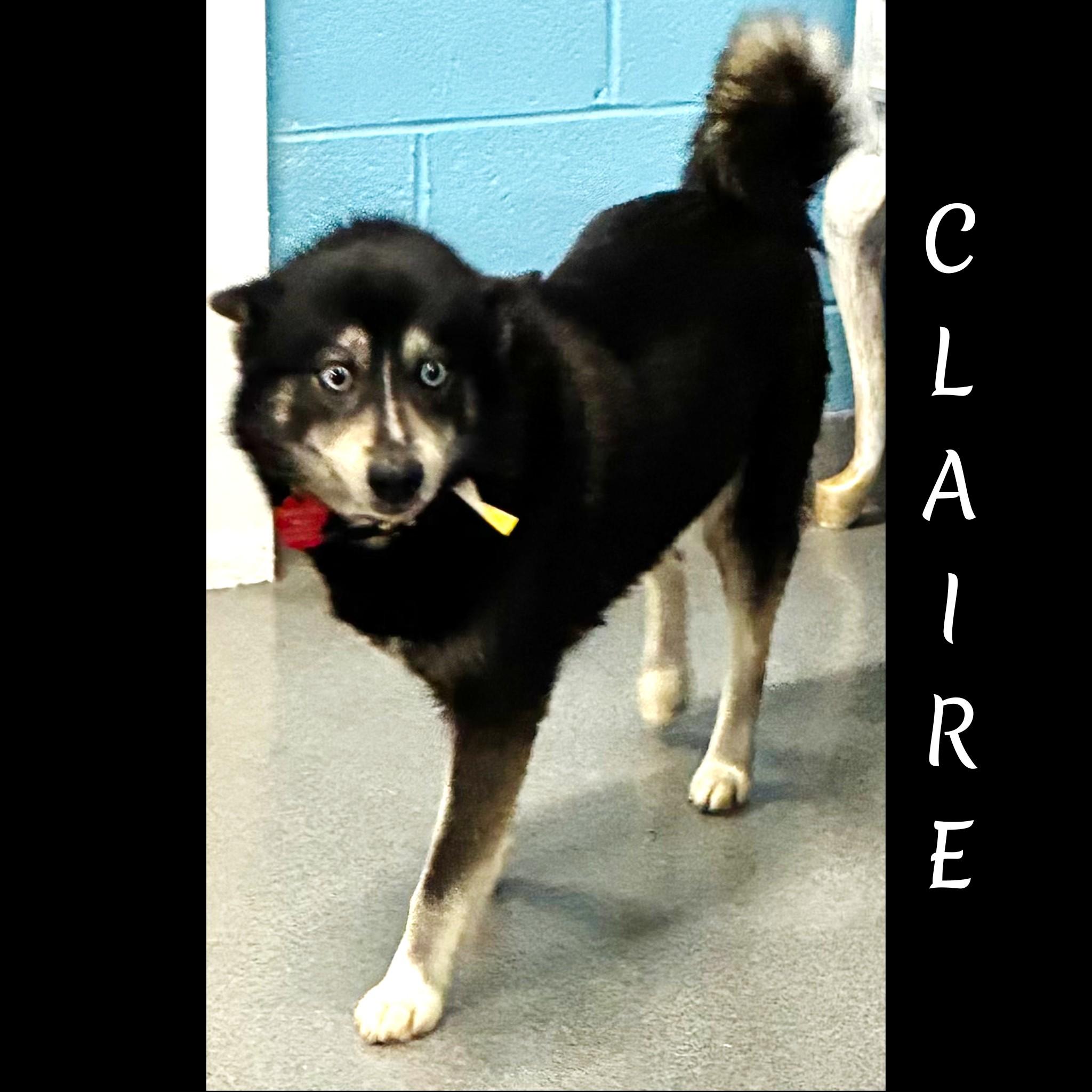 Enlarge Claire, a ADOPTABLE Pomsky in Fredericksburg, VA image 4/6