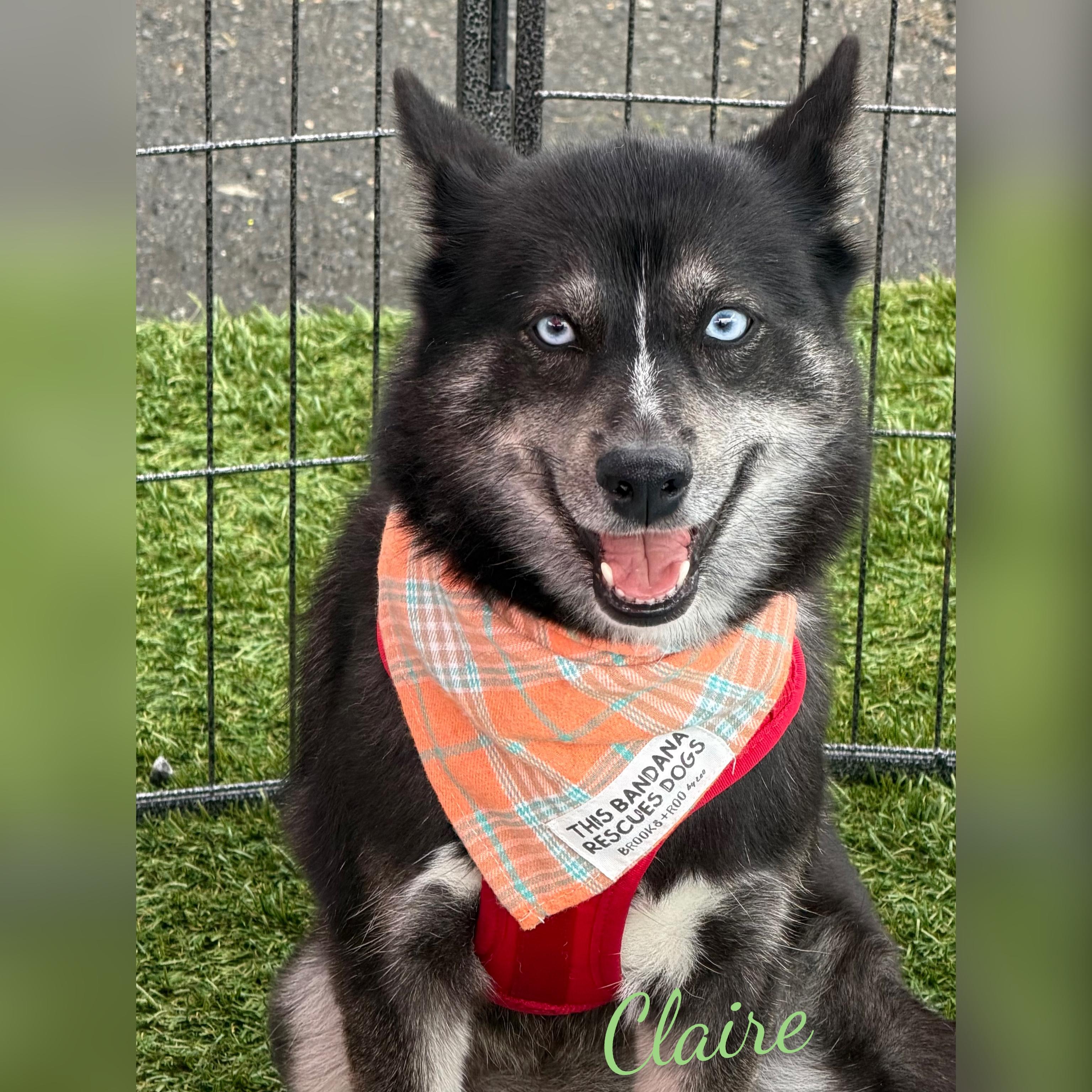 Enlarge Claire, a ADOPTABLE Pomsky in Fredericksburg, VA image 1/6