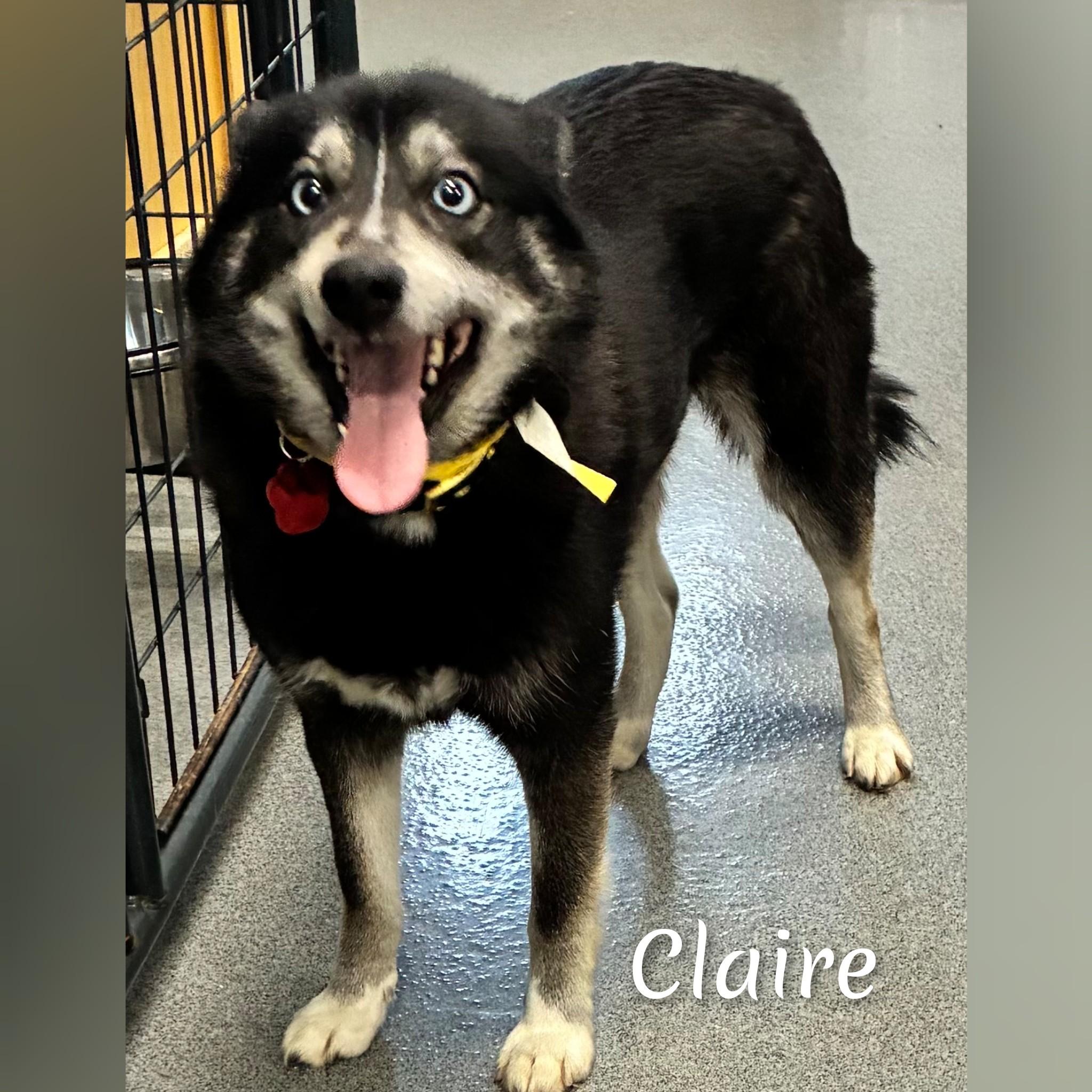 Enlarge Claire, a ADOPTABLE Pomsky in Fredericksburg, VA image 5/6