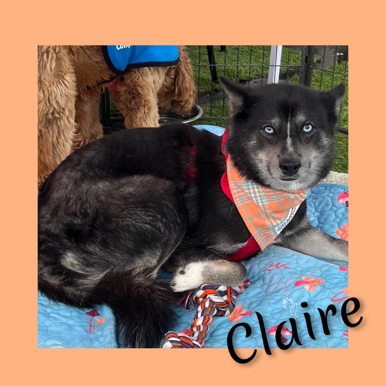 Enlarge Claire, a ADOPTABLE Pomsky in Fredericksburg, VA image 2/6
