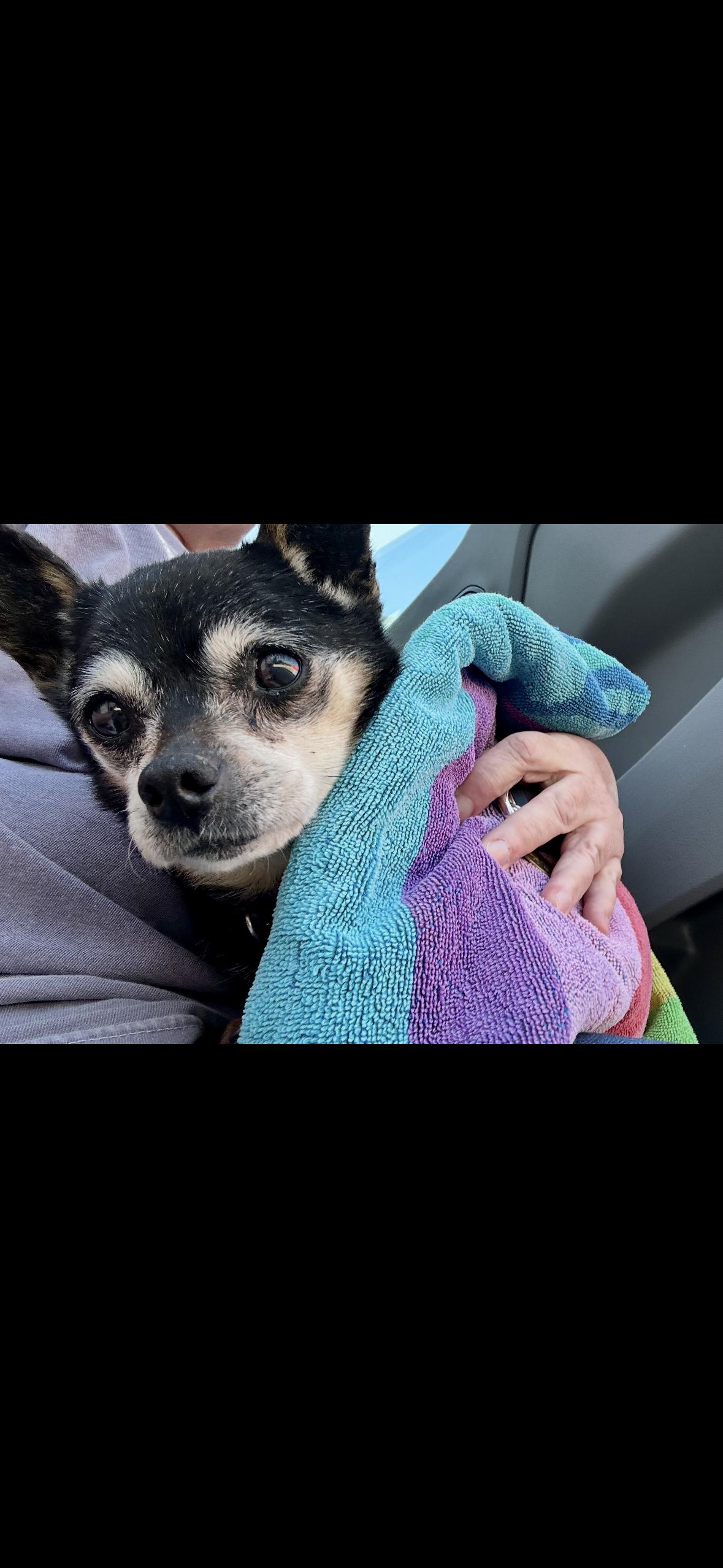 Buddy , a ADOPTABLE Chihuahua in Hayward, CA image 4/4