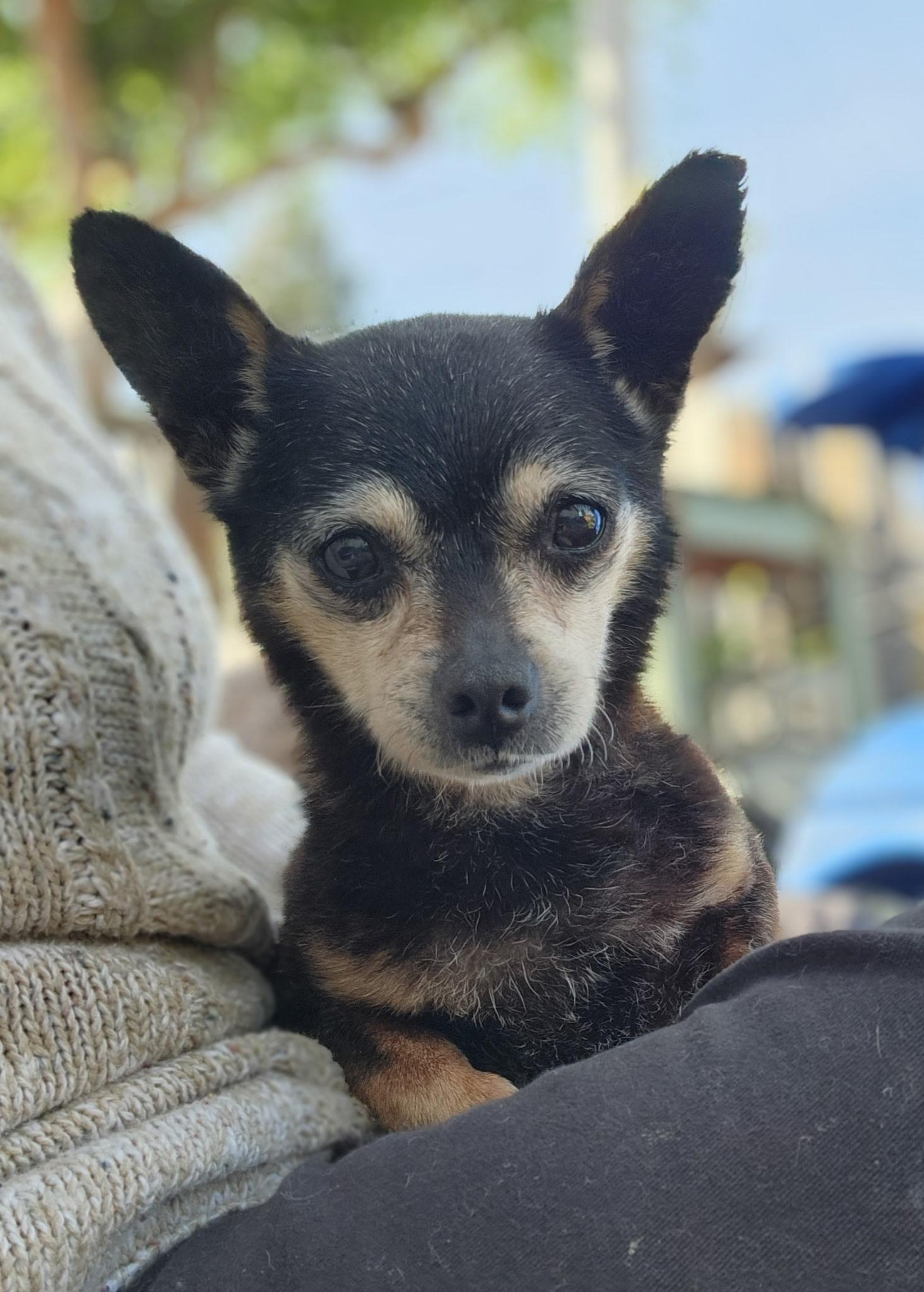 Buddy , a ADOPTABLE Chihuahua in Hayward, CA image 3/4
