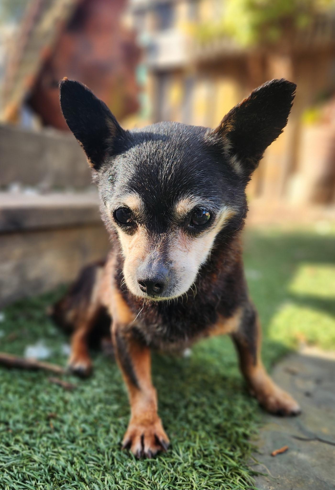 Buddy , a ADOPTABLE Chihuahua in Hayward, CA image 2/4