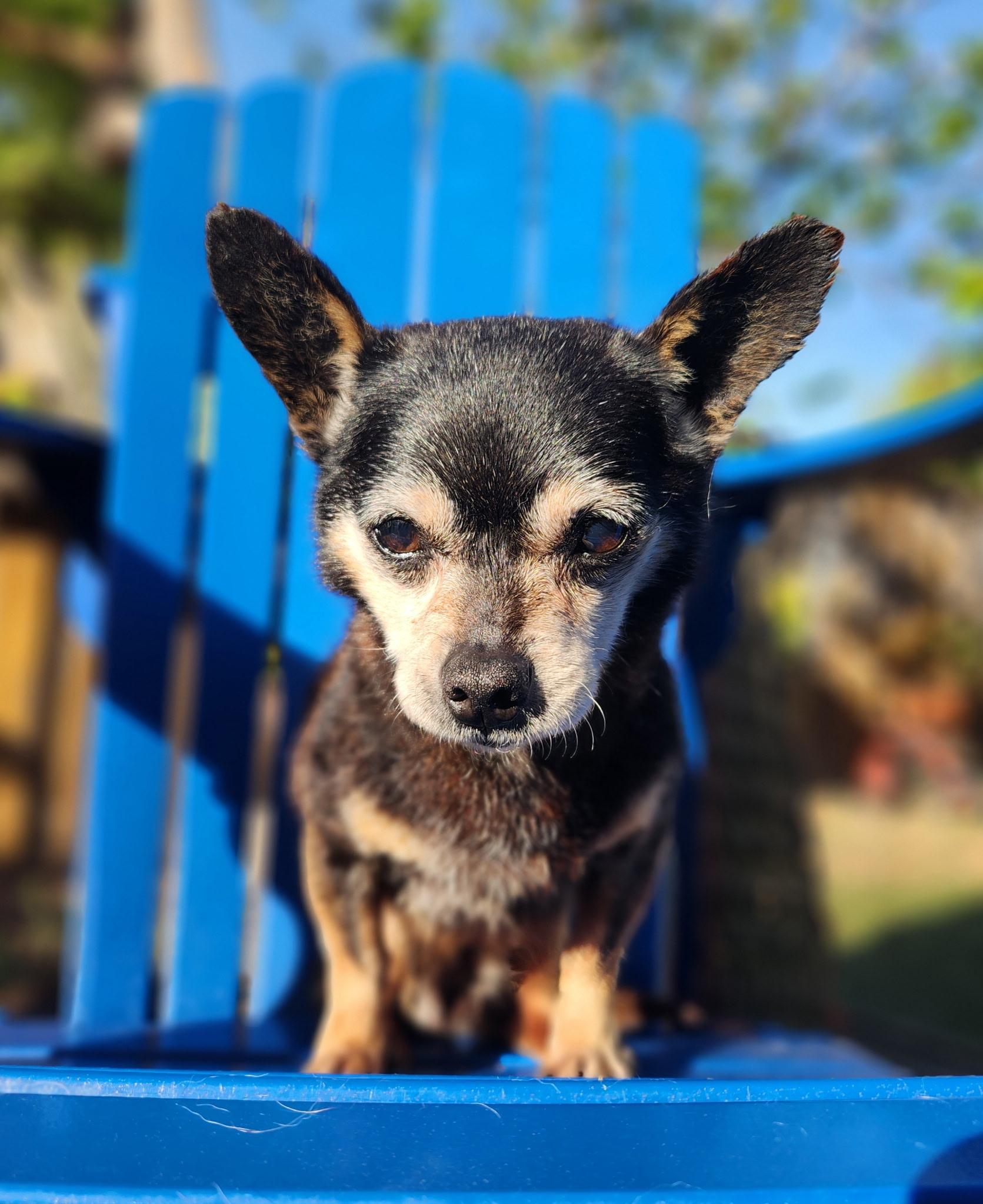 Buddy , a ADOPTABLE Chihuahua in Hayward, CA image 1/4