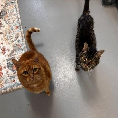 Enlarge Marty, a Adoptable Tabby in New Westminster, BC image 2/4