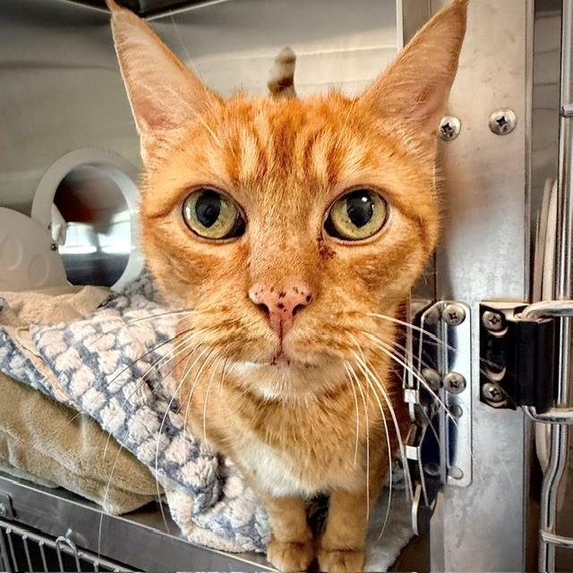 Enlarge Marty, a Adoptable Tabby in New Westminster, BC image 1/4