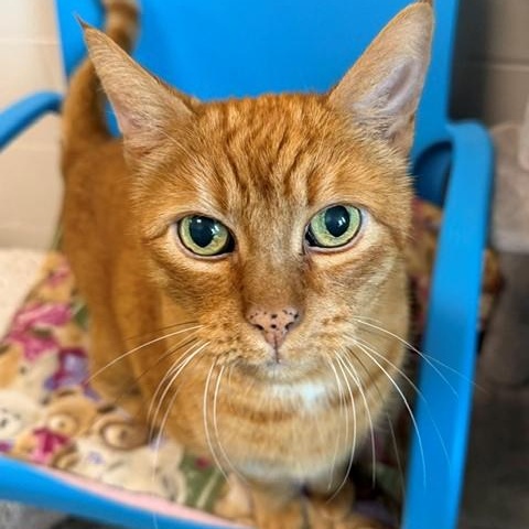 Enlarge Marty, a Adoptable Tabby in New Westminster, BC image 3/4