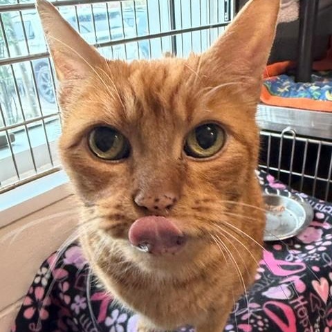 Enlarge Marty, a Adoptable Tabby in New Westminster, BC image 4/4