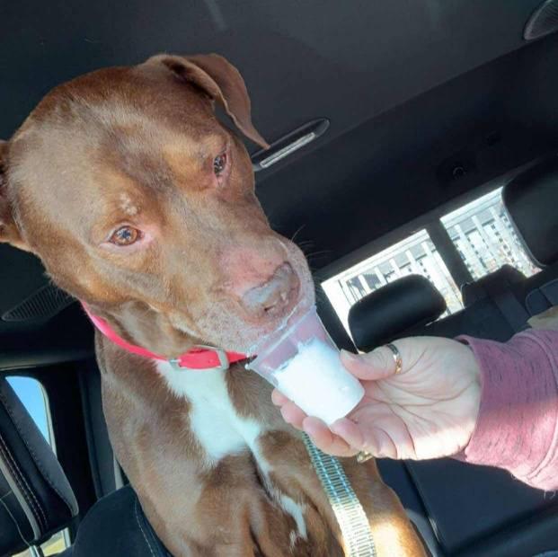 Hercules, Adoptable, Senior Male Pit Bull Terrier.