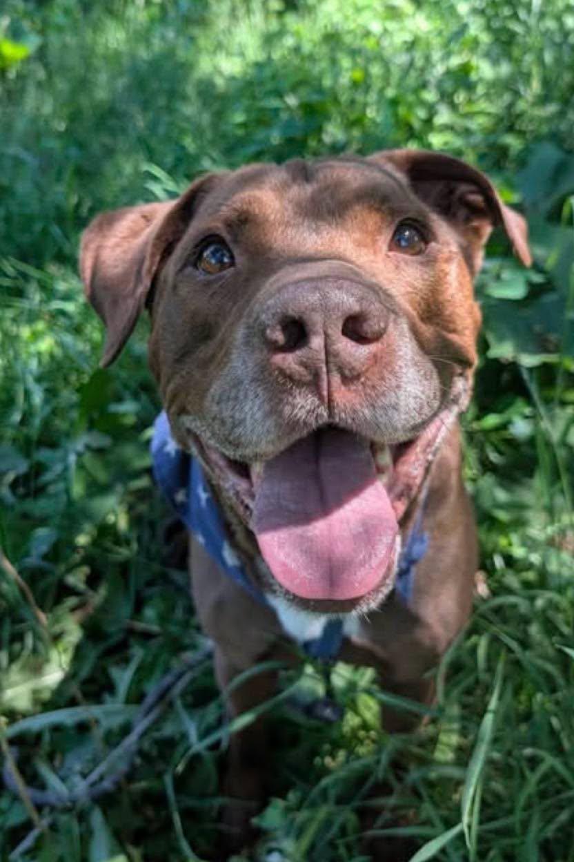Enlarge Hercules, a Adoptable mixed breed in Grand Island, NE image 1/5