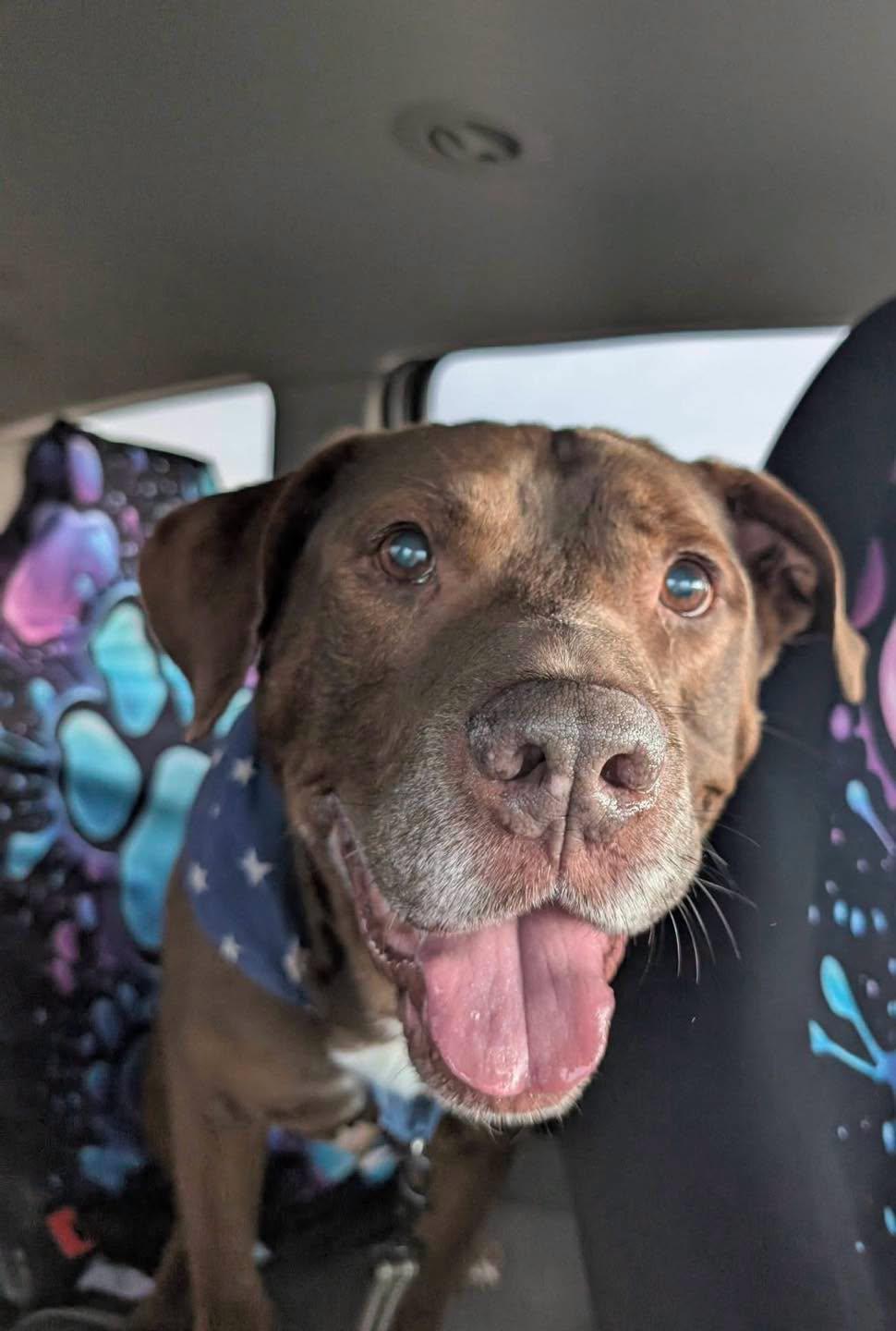 Enlarge Hercules, a Adoptable mixed breed in Grand Island, NE image 3/5