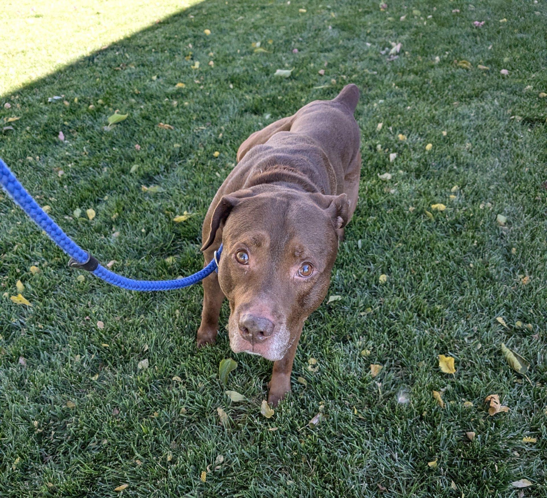 Hercules, Adoptable, Senior Male Pit Bull Terrier.