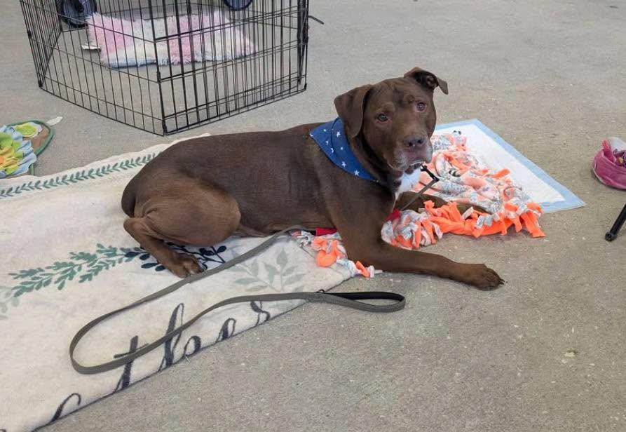 Enlarge Hercules, a Adoptable mixed breed in Grand Island, NE image 5/5