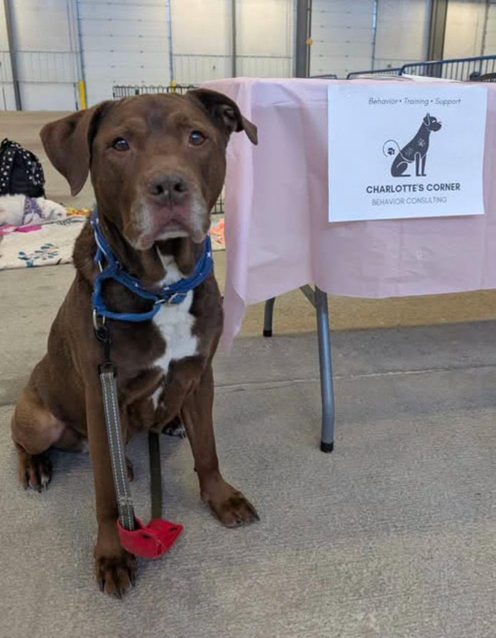 Enlarge Hercules, a Adoptable mixed breed in Grand Island, NE image 4/5