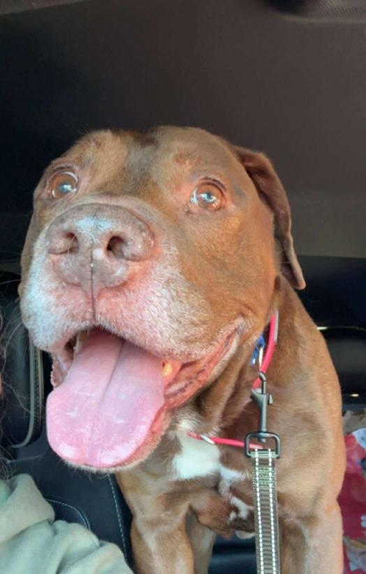 Hercules, Adoptable, Senior Male Pit Bull Terrier.