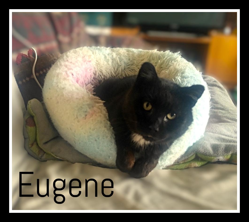Eugene - FIV+, ADOPTABLE, Senior Male Domestic Short Hair.