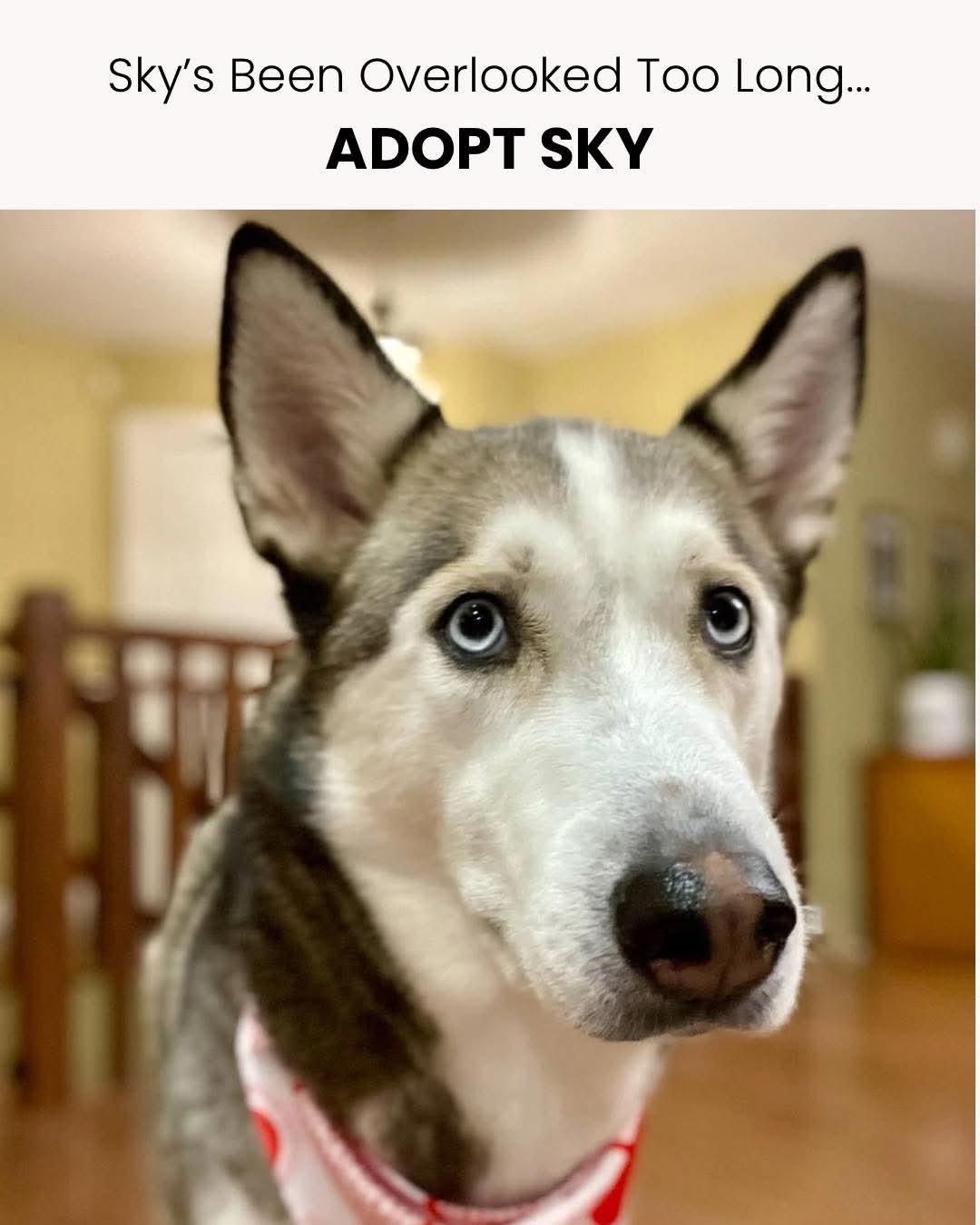 Sky, a Adoptable mixed breed in Lively, ON image 1/2