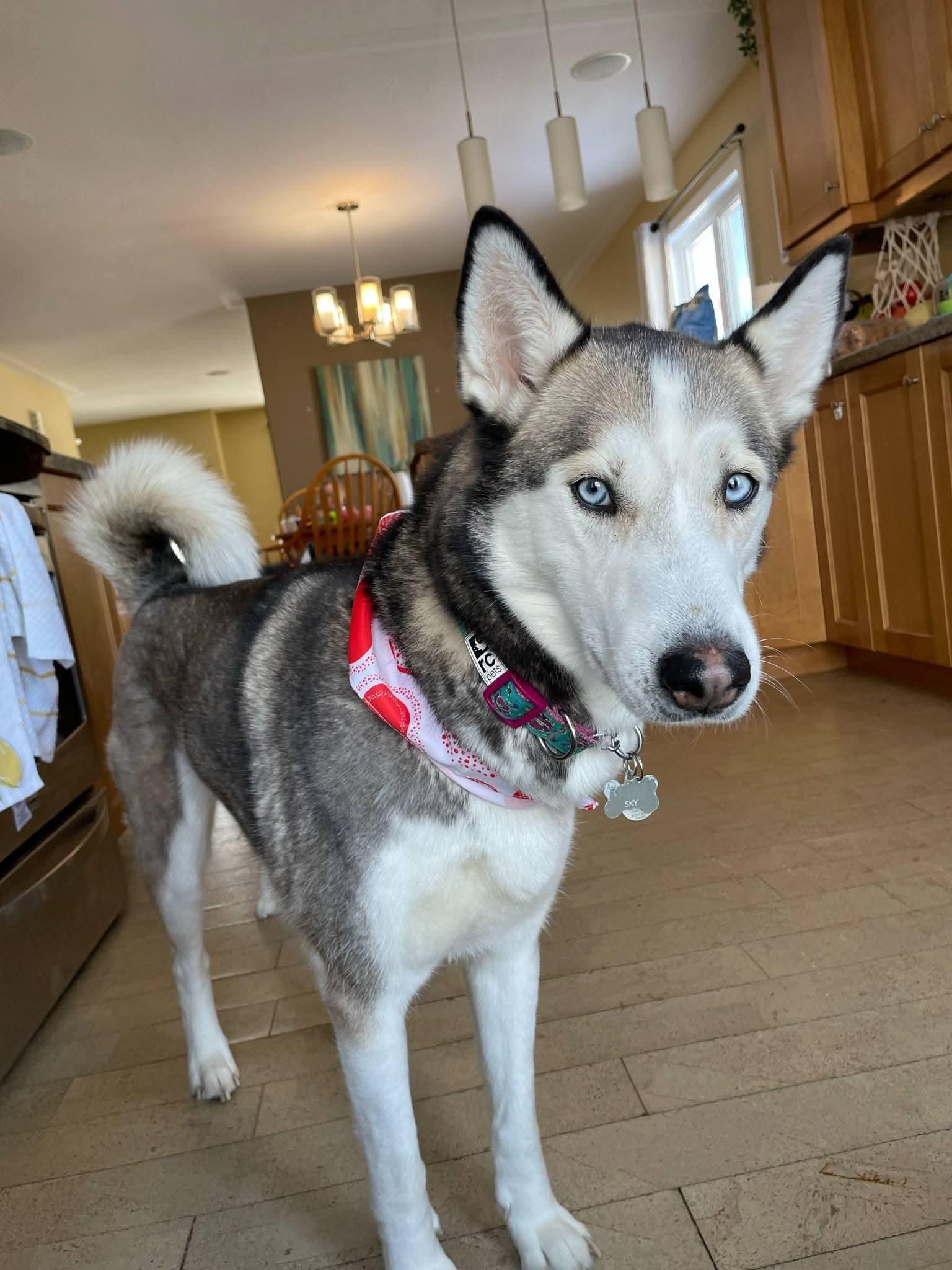 Sky, a Adoptable mixed breed in Lively, ON image 2/2