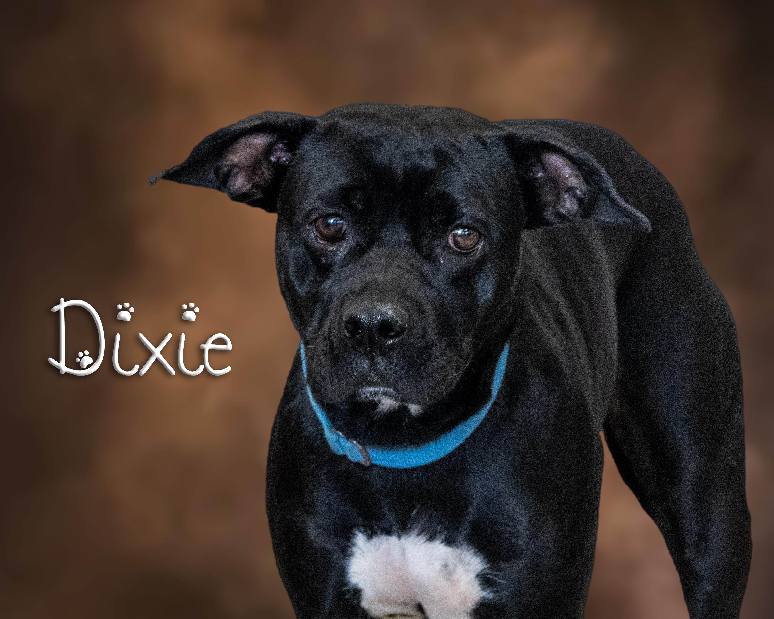 Dixie, Adoptable, Young Female Pit Bull Terrier.