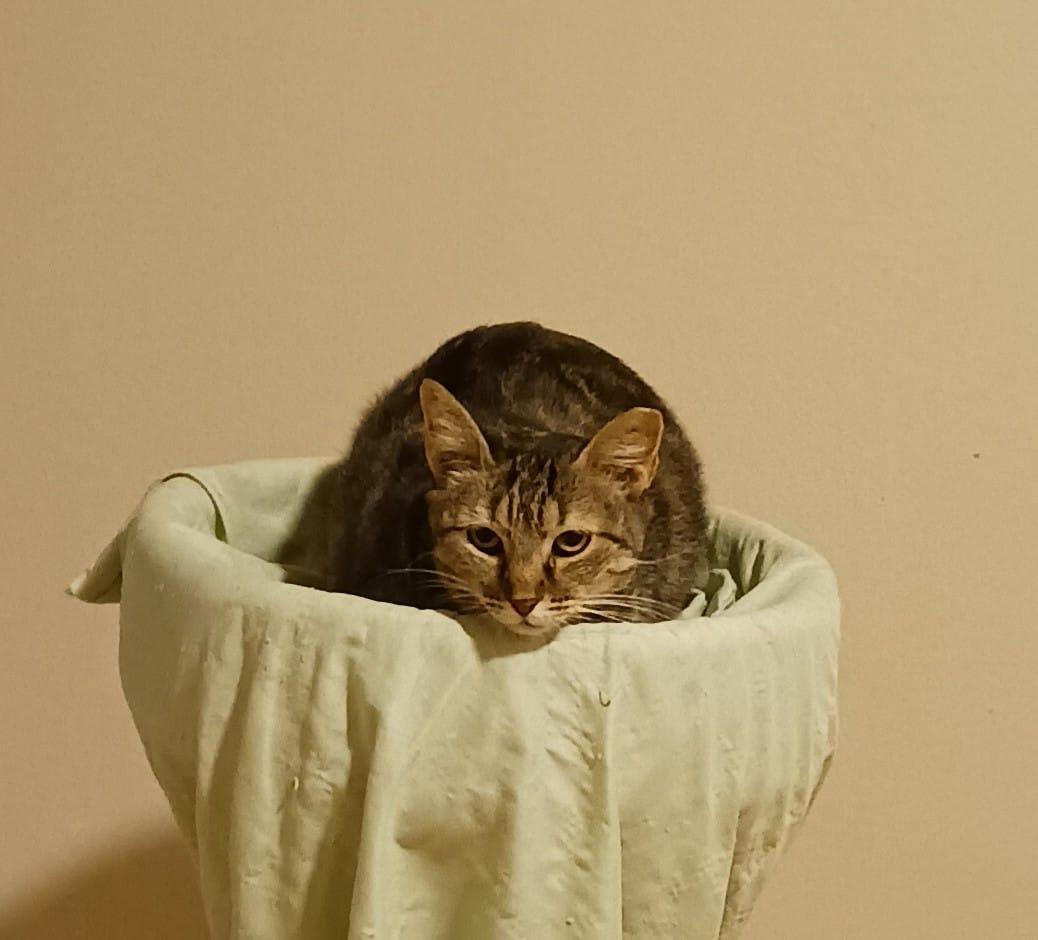 Ojitos, a Adoptable Domestic Short Hair in New York, NY image 5/6