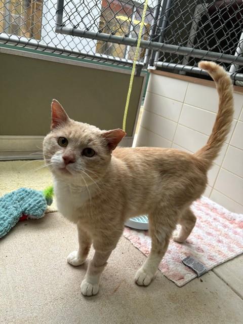 LEONARD, Adoptable, Adult Male Domestic Short Hair.