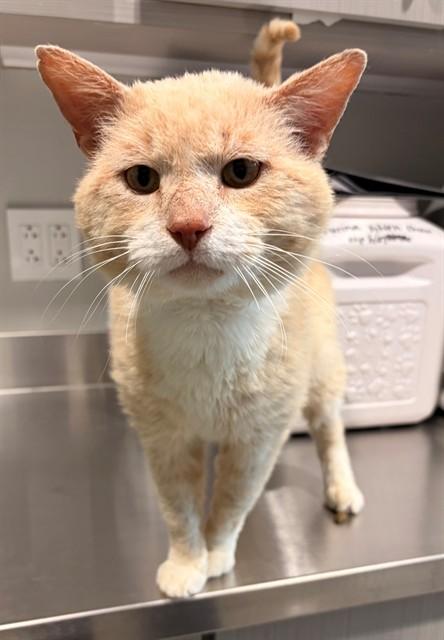 Enlarge LEONARD, a Adoptable Domestic Short Hair in Leesburg, VA image 1/1