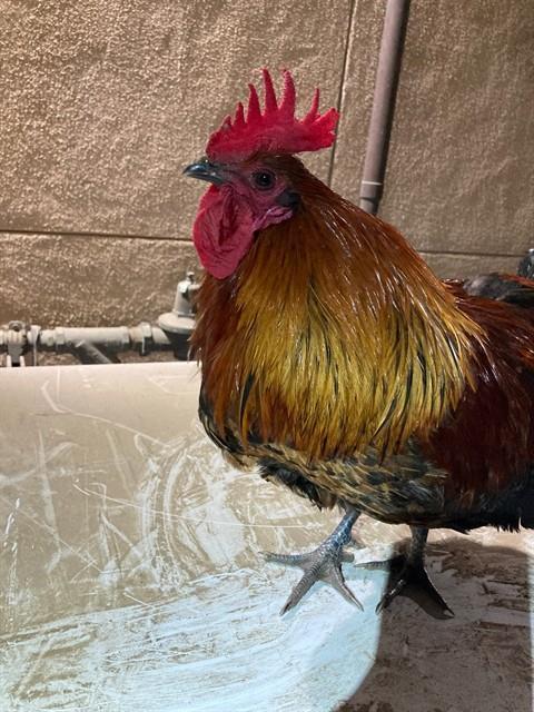Enlarge KING JULIAN, a Adoptable Chicken in Santa Maria, CA image 1/1