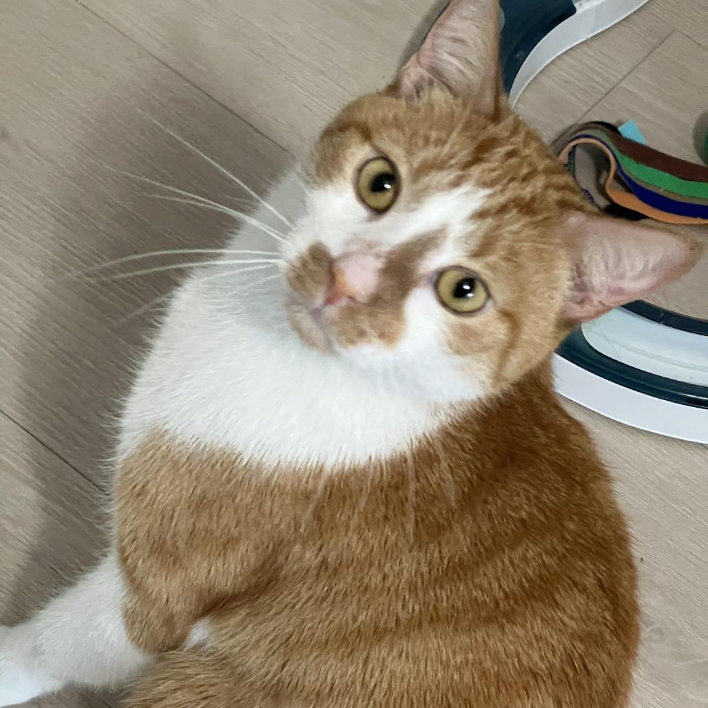Enlarge Duncan, a Adoptable Domestic Short Hair in Boston, MA image 1/1