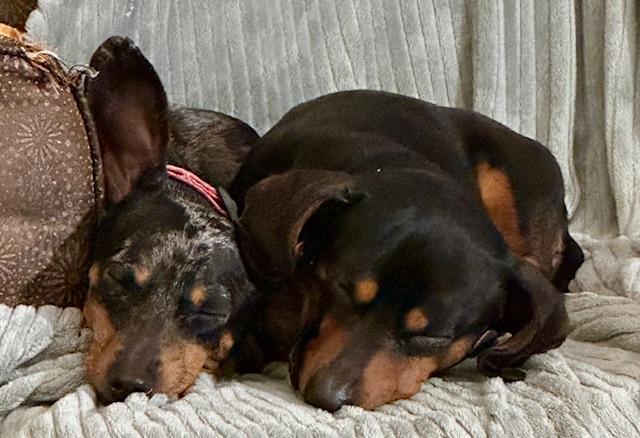 Shadow & Luna thumbnail 2