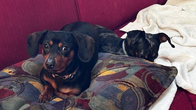 Shadow & Luna thumbnail 3