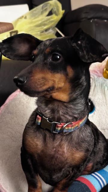 Shadow & Luna thumbnail 4