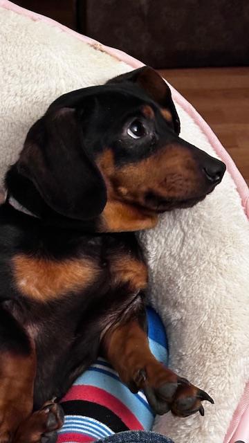 Shadow & Luna thumbnail 5