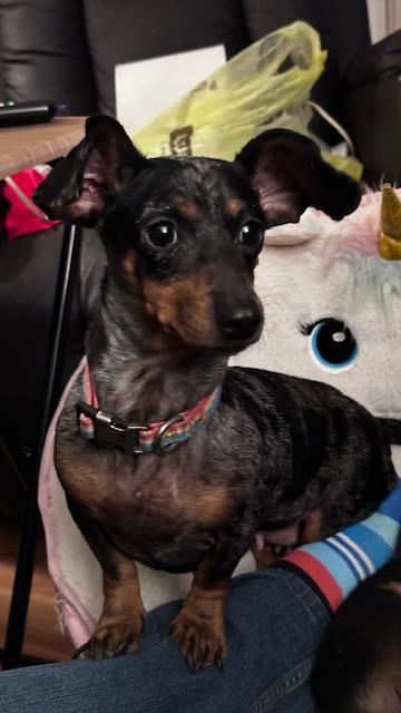 Shadow & Luna thumbnail 6