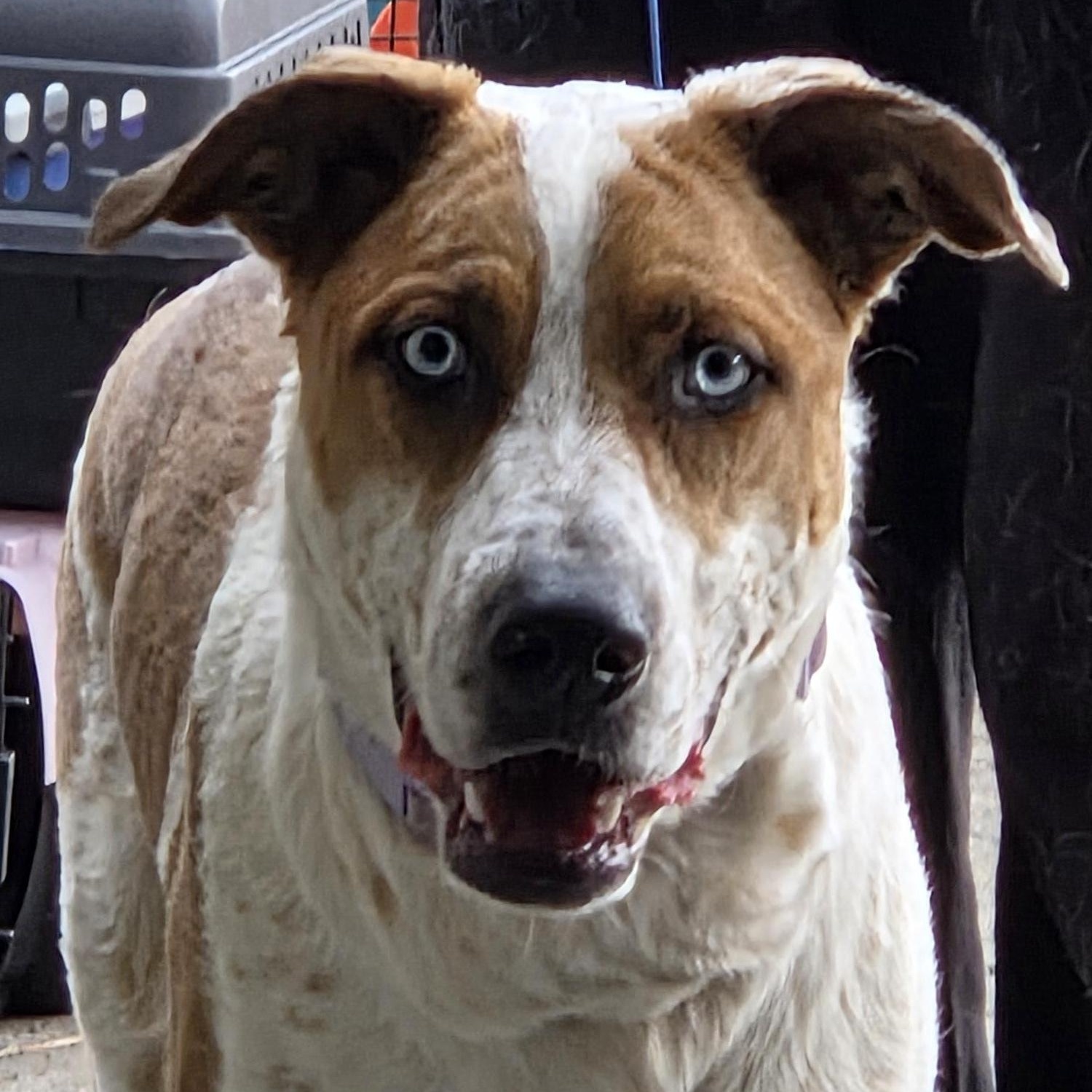 Cinnamon, ADOPTABLE, Young Female Australian Cattle Dog / Blue Heeler.