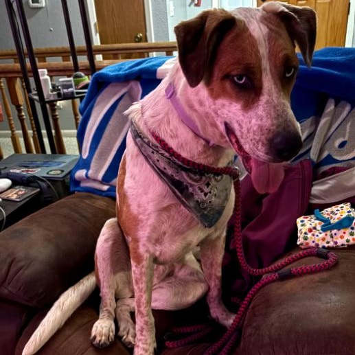 Enlarge Cinnamon, a ADOPTABLE mixed breed in Billings, MT image 2/4