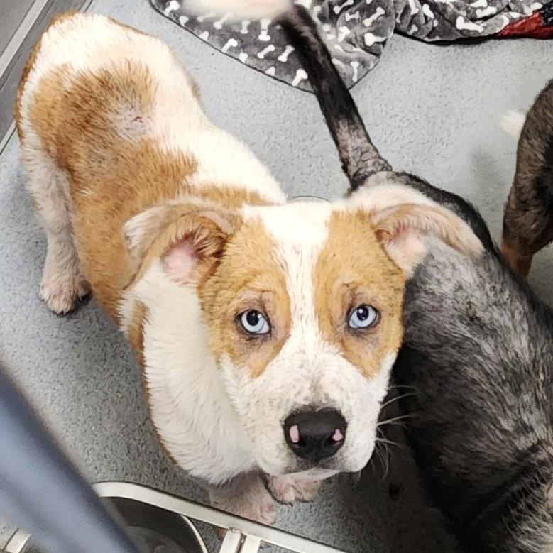 Enlarge Cinnamon, a ADOPTABLE mixed breed in Billings, MT image 3/4