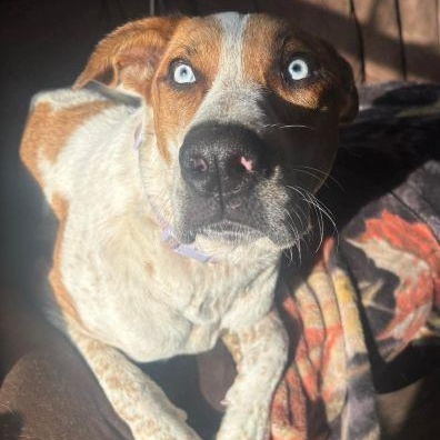 Enlarge Cinnamon, a ADOPTABLE mixed breed in Billings, MT image 4/4