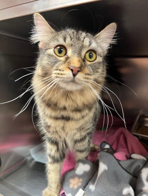 Timber, a Adoptable mixed breed in Great Falls, MT image 1/2