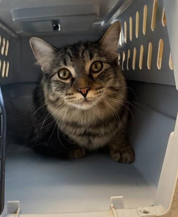 Timber, a Adoptable mixed breed in Great Falls, MT image 2/2