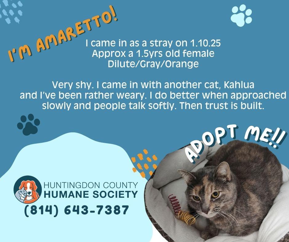 Enlarge Amaretto, a ADOPTABLE Domestic Short Hair in Huntingdon, PA image 1/1