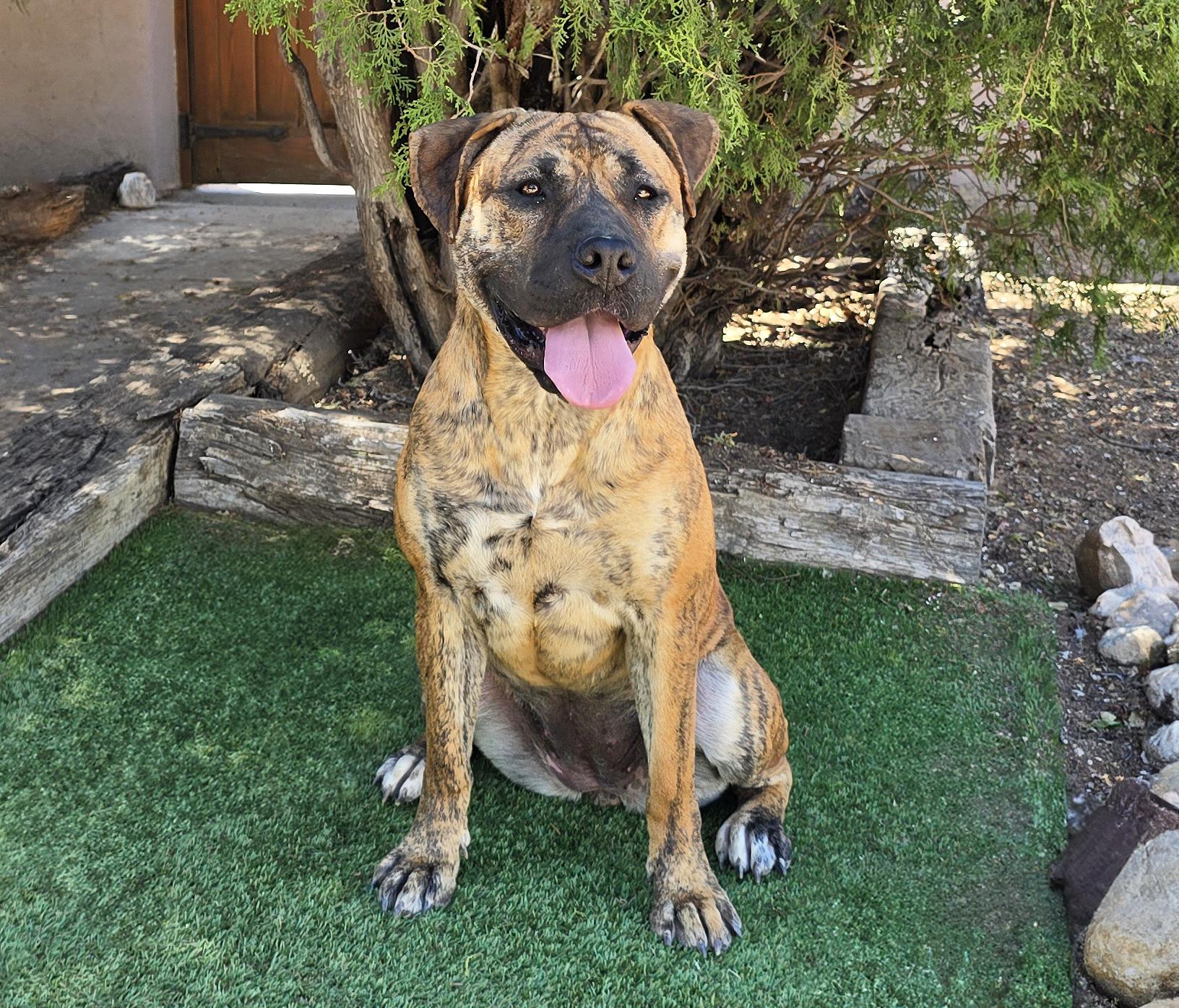 The Amazing Ms Miata - Mastiff Bully, a Adoptable American Bully in Albuquerque, NM image 2/2