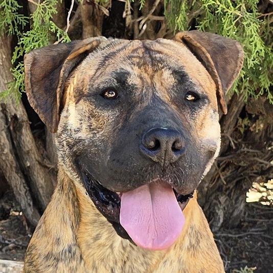 The Amazing Ms Miata - Mastiff Bully, Adoptable, Young Female American Bully.