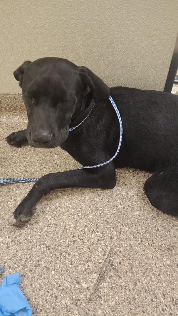 Captain, Adoptable, Puppy Male Labrador Retriever.