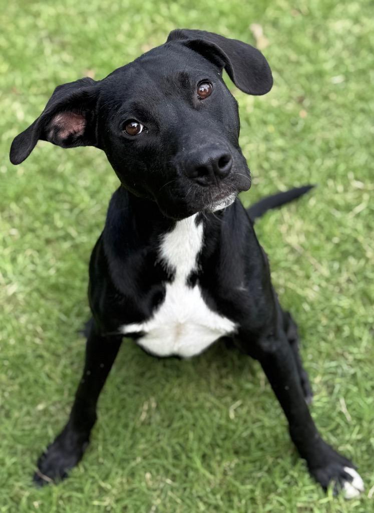 Enlarge Captain, a Adoptable Labrador Retriever in Great Bend, KS image 2/4