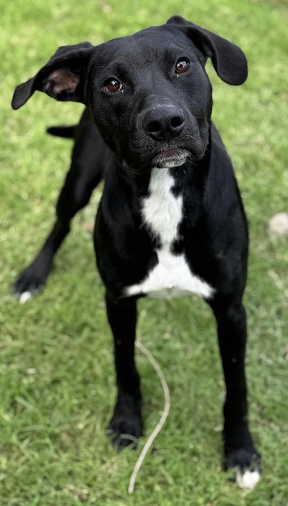 Enlarge Captain, a Adoptable Labrador Retriever in Great Bend, KS image 3/4