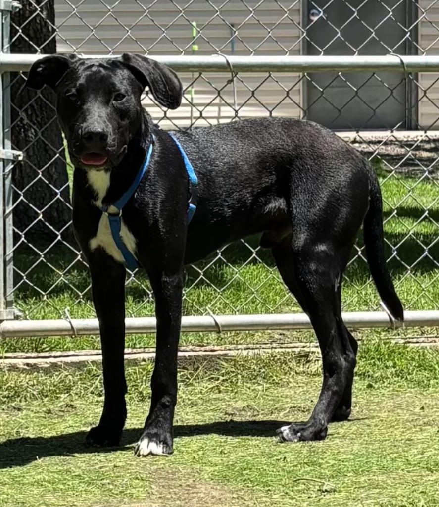 Enlarge Captain, a Adoptable Labrador Retriever in Great Bend, KS image 4/4