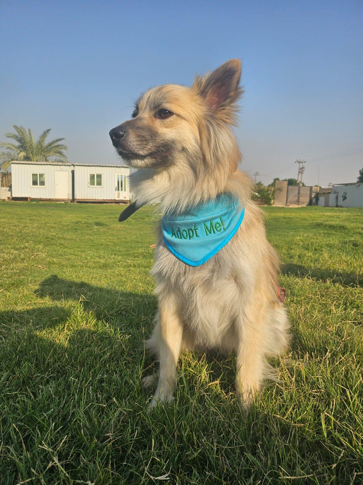 Zoori, an adoptable Pomeranian, Spitz in New York, NY, 10004 | Photo Image 3
